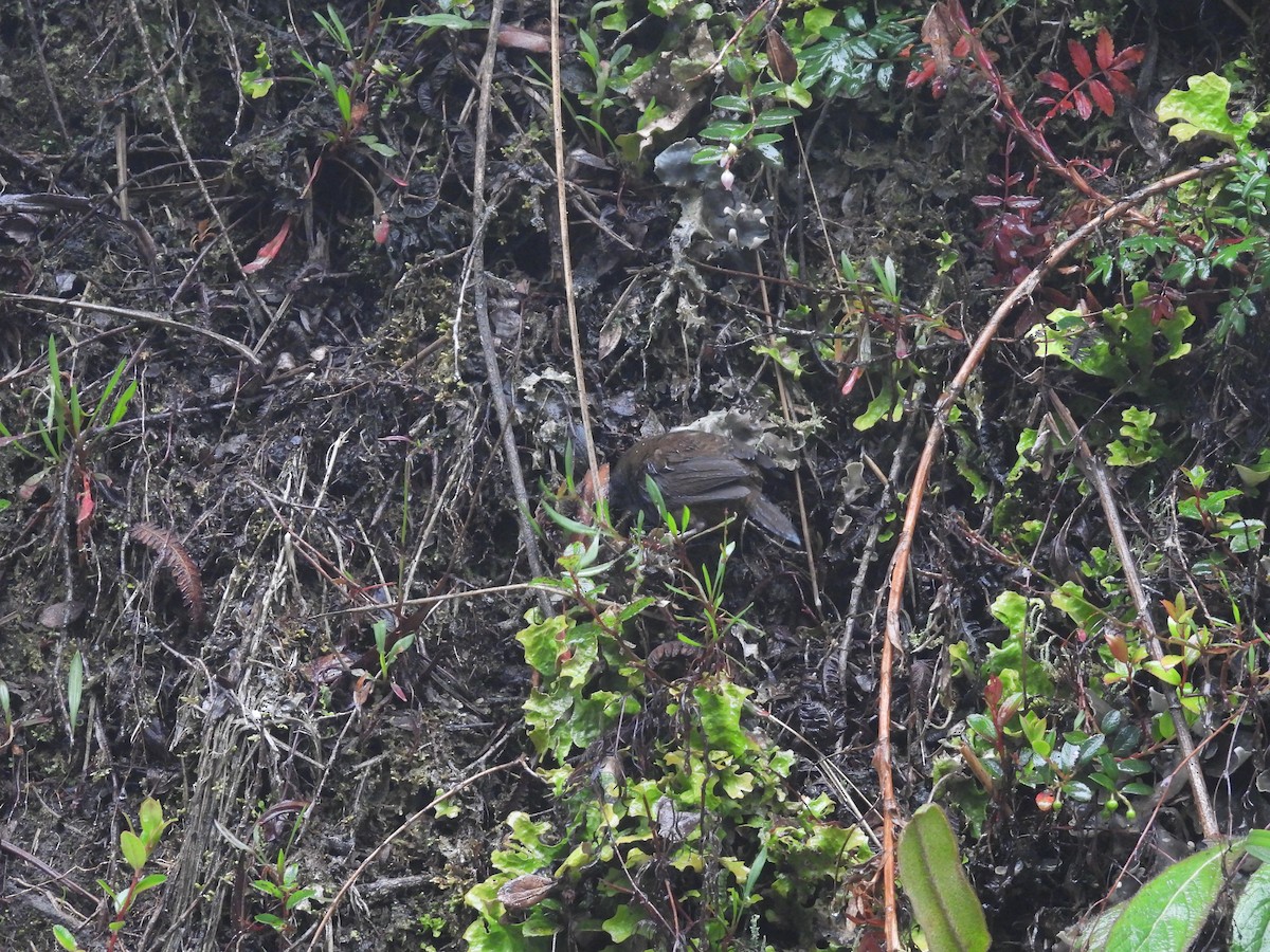 Paramo Tapaculo - ML631809712