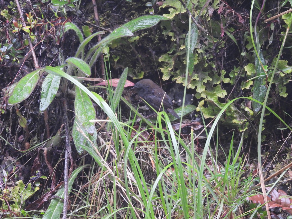 Paramo Tapaculo - ML631809714
