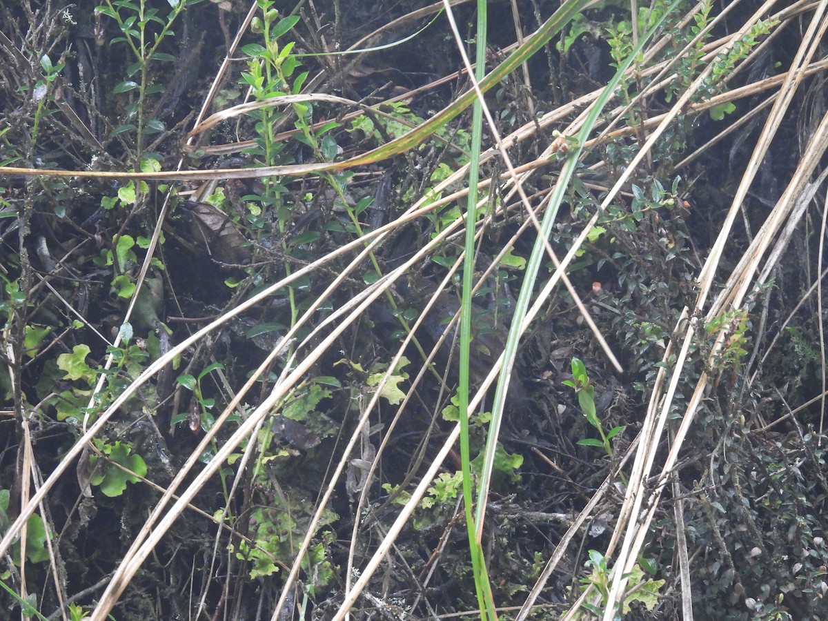Paramo Tapaculo - ML631809715