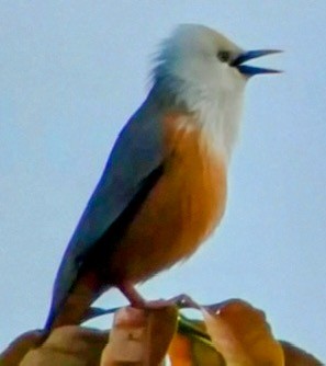 Malabar Starling - ML631809721