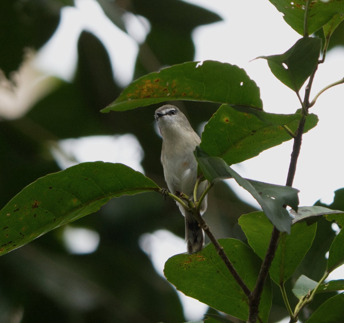 Brown Gerygone - ML631809750