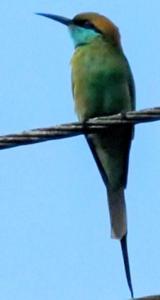 Asian Green Bee-eater - ML631809756
