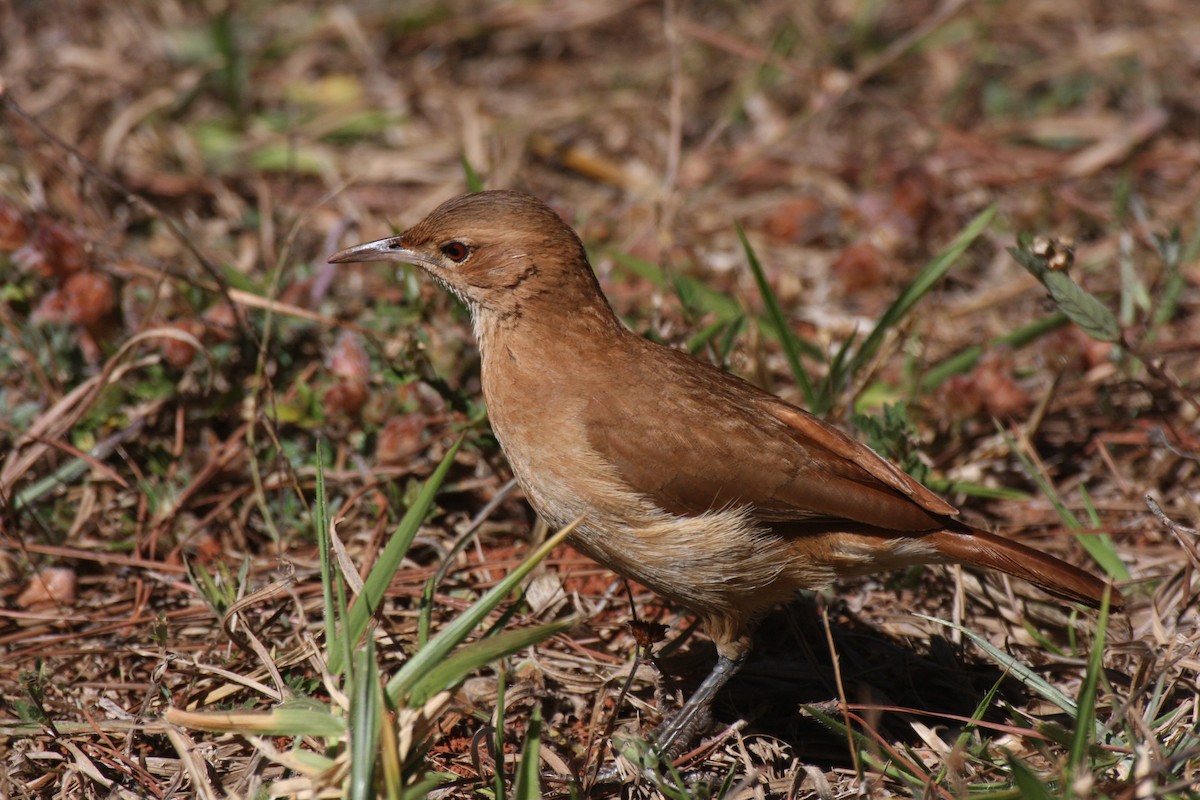 Rufous Hornero - ML631809796