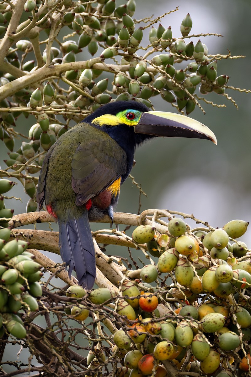 Yellow-eared Toucanet - ML631809852