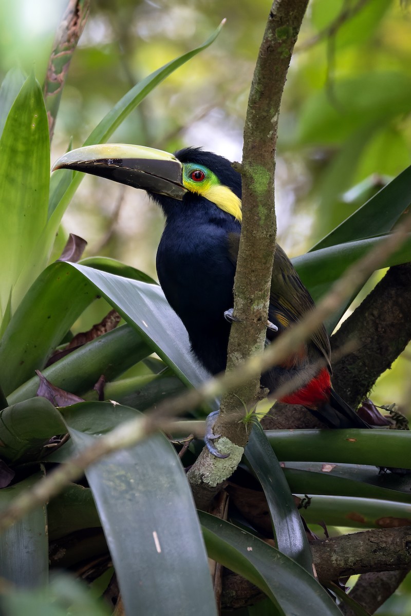 Yellow-eared Toucanet - ML631809853