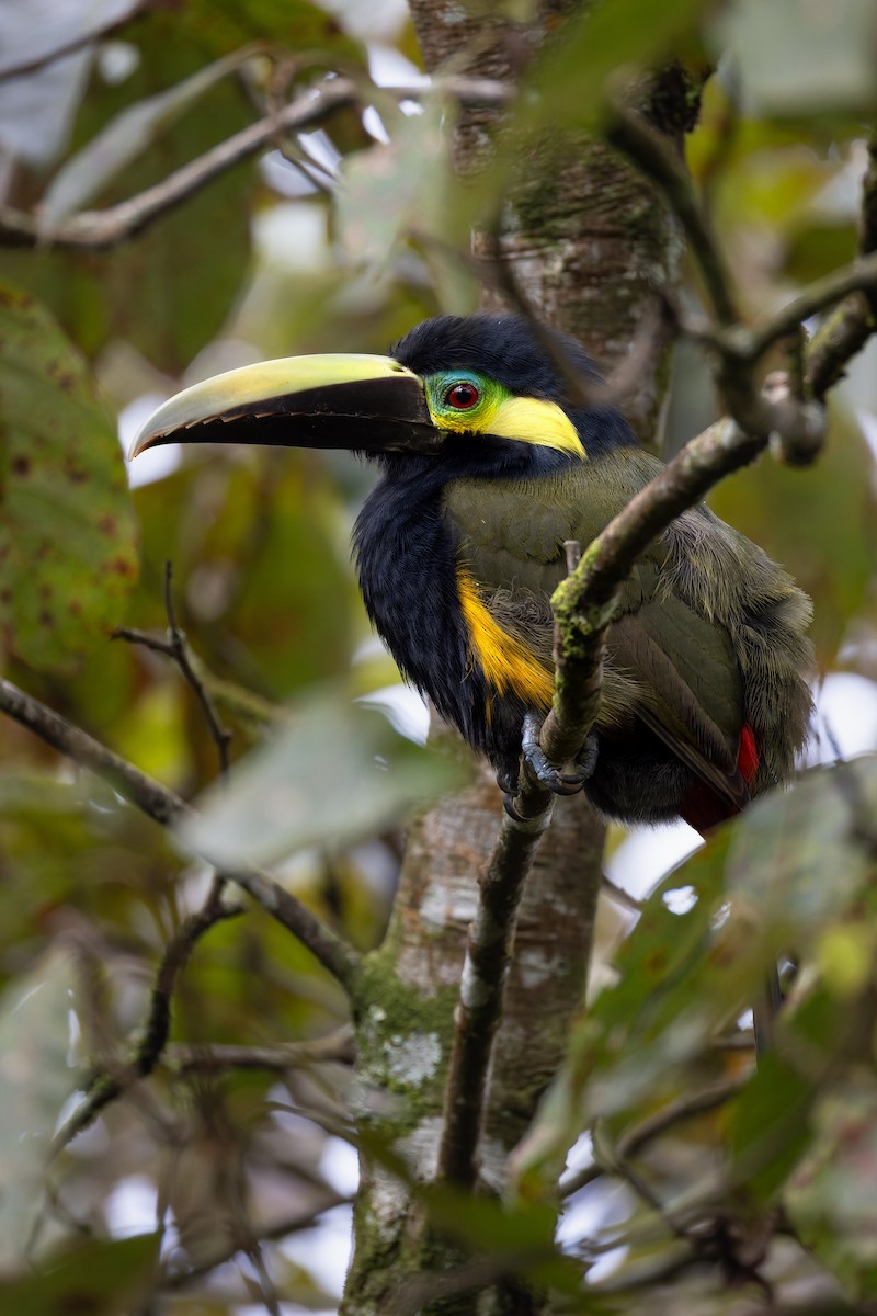 Yellow-eared Toucanet - ML631809854