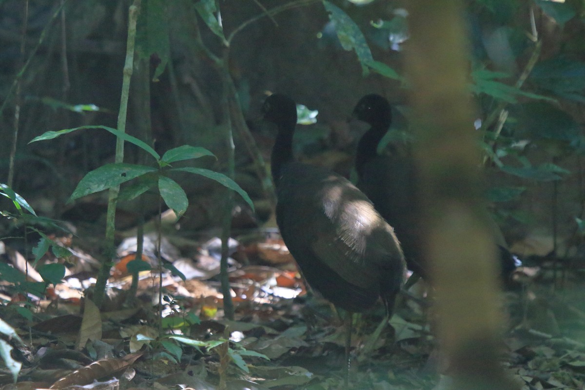 Dark-winged Trumpeter (Dusky-backed) - ML631809962