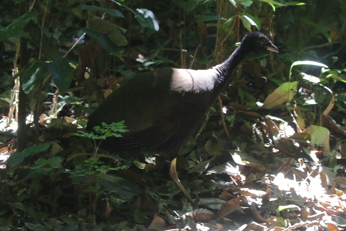 Dark-winged Trumpeter (Dusky-backed) - ML631809965