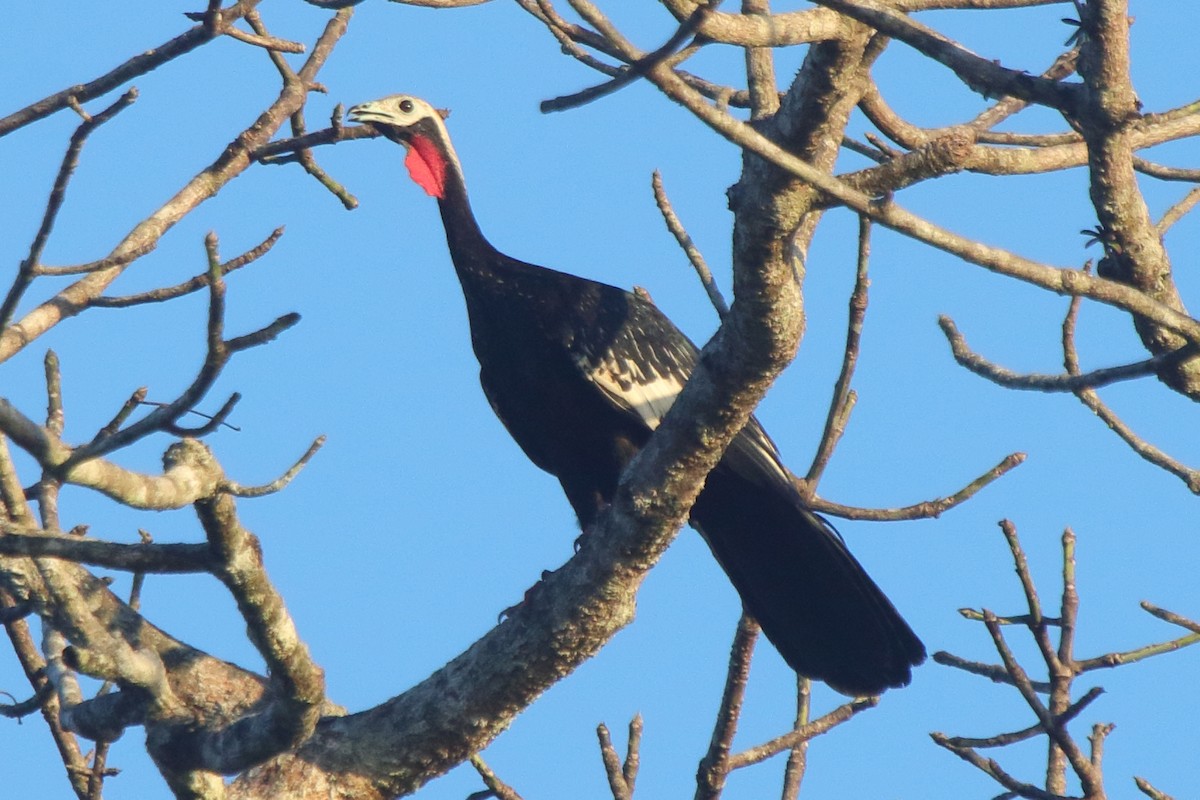 Red-throated Piping-Guan - ML631810003
