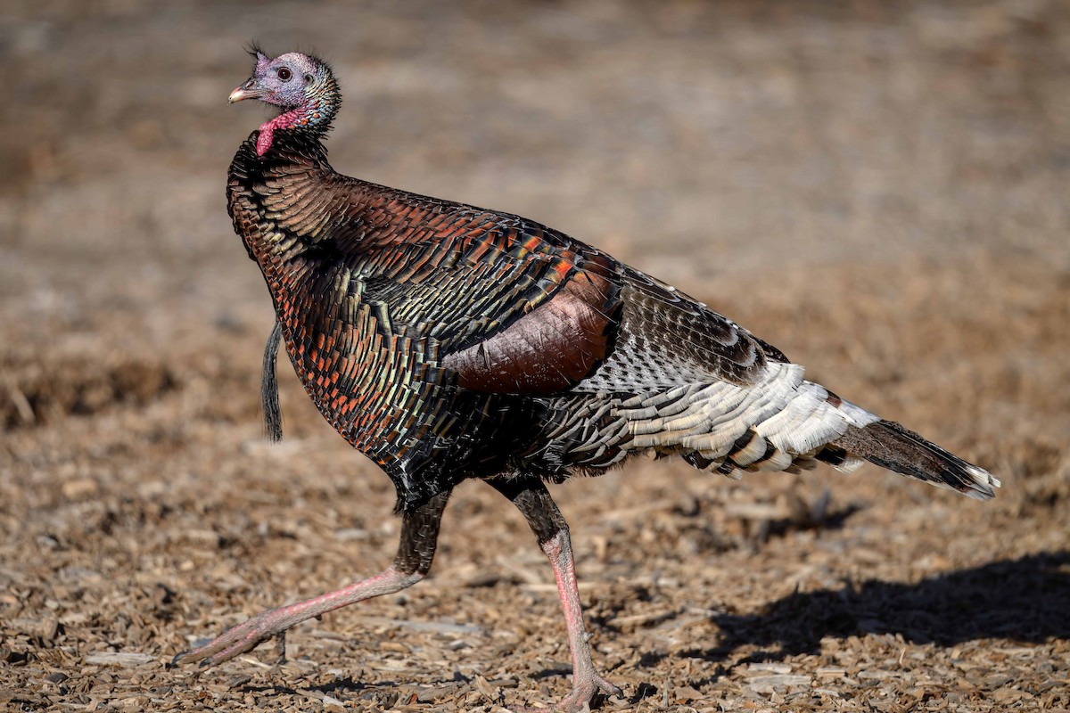 Wild Turkey - ML631810249