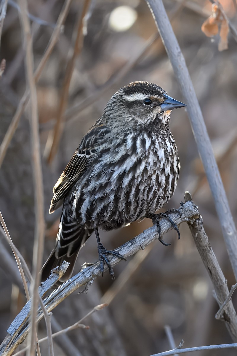 Red-winged Blackbird - ML631810280