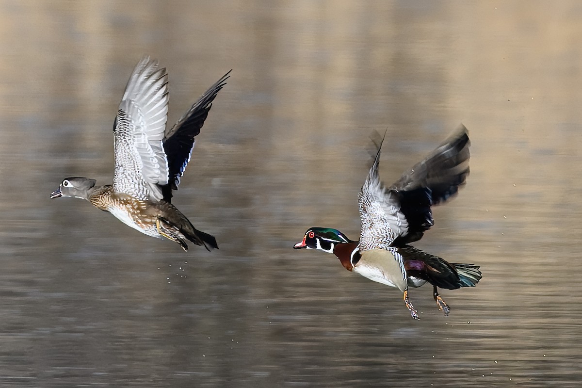 Wood Duck - ML631810302