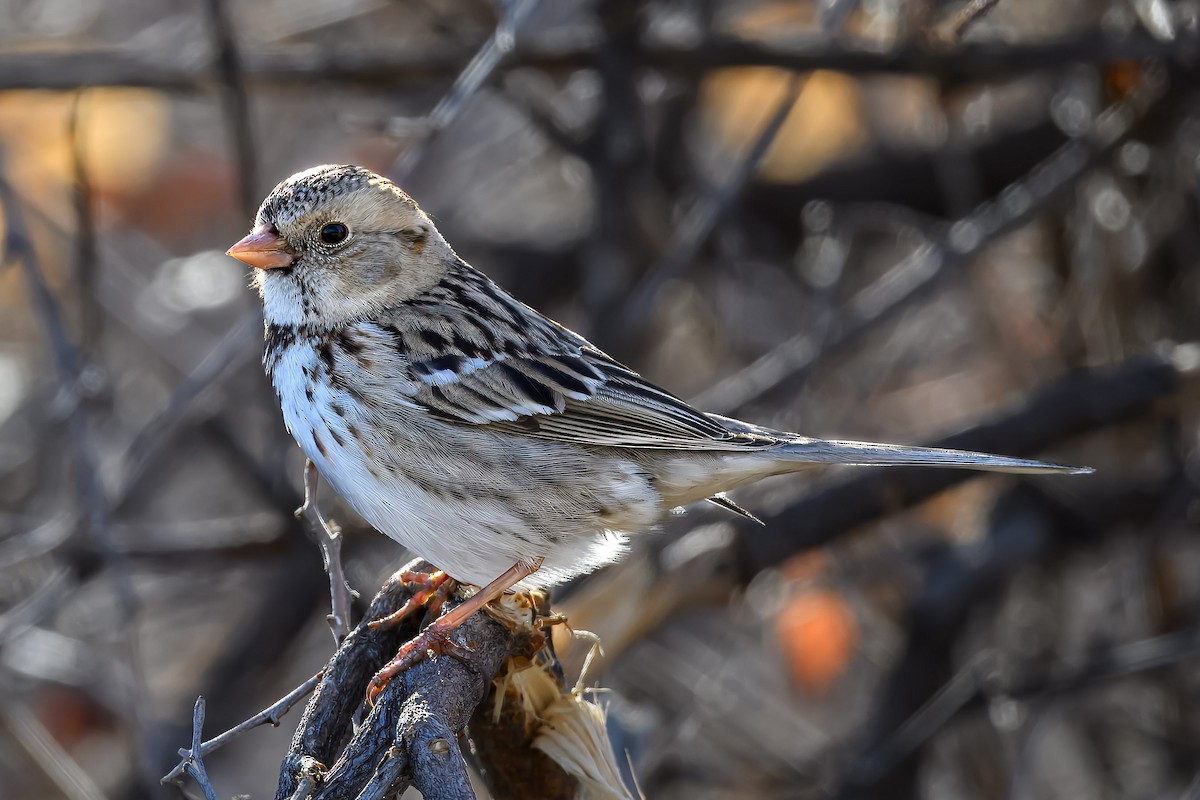 Harris's Sparrow - ML631810319