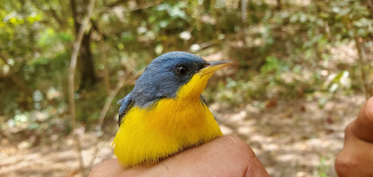 Tropical Parula - ML631810427