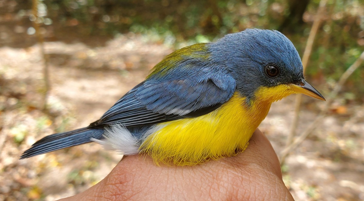 Tropical Parula - ML631810428