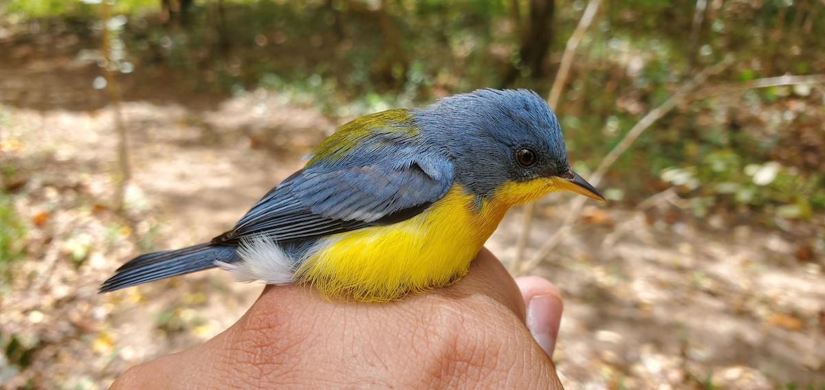 Tropical Parula - ML631810430