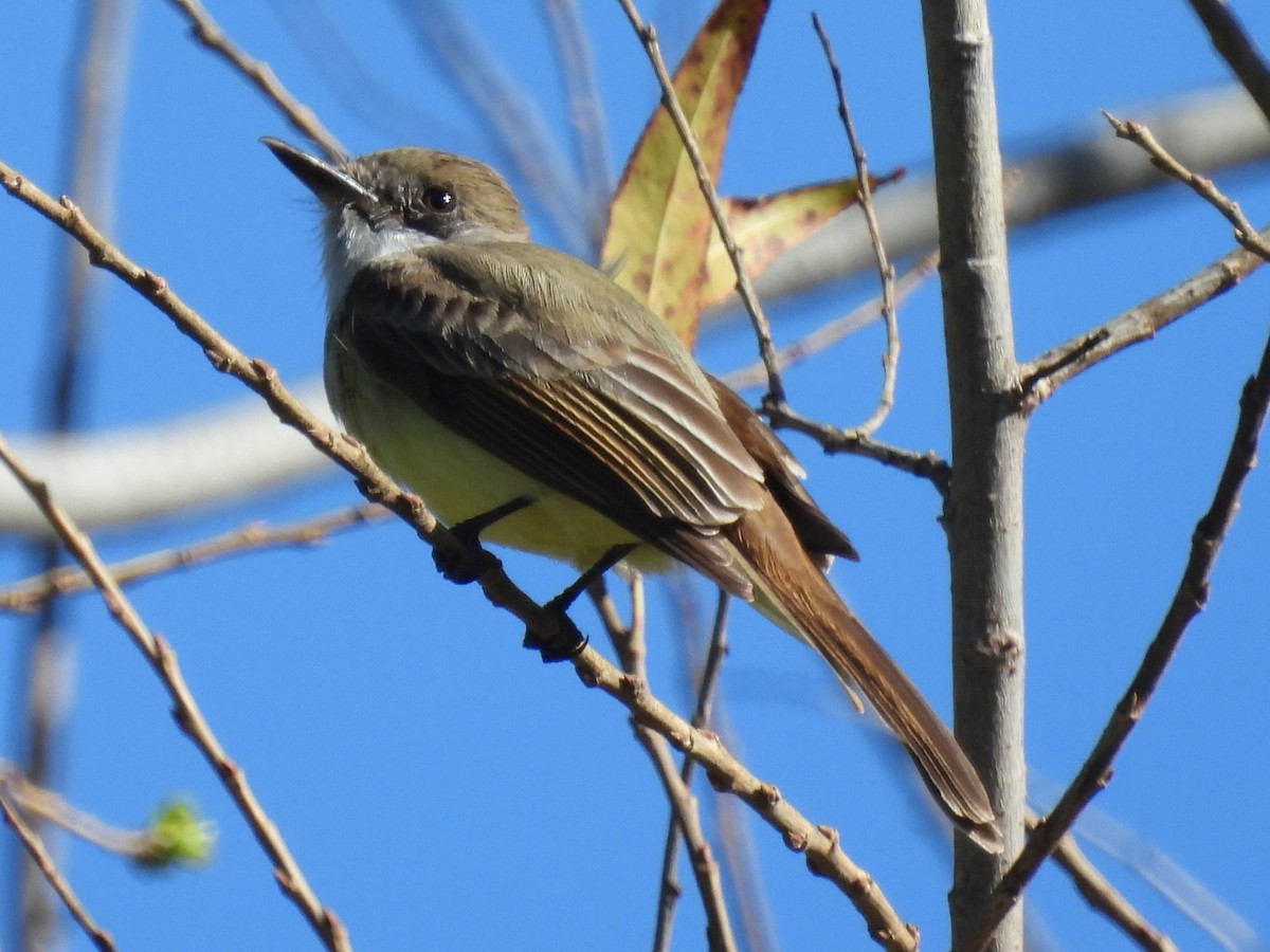 Dusky-capped Flycatcher - ML631810441