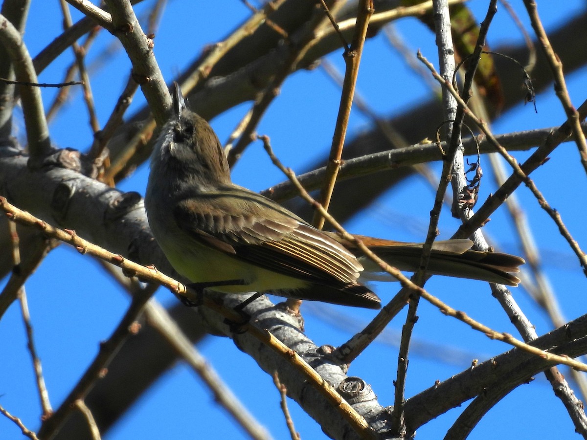 Dusky-capped Flycatcher - ML631810442
