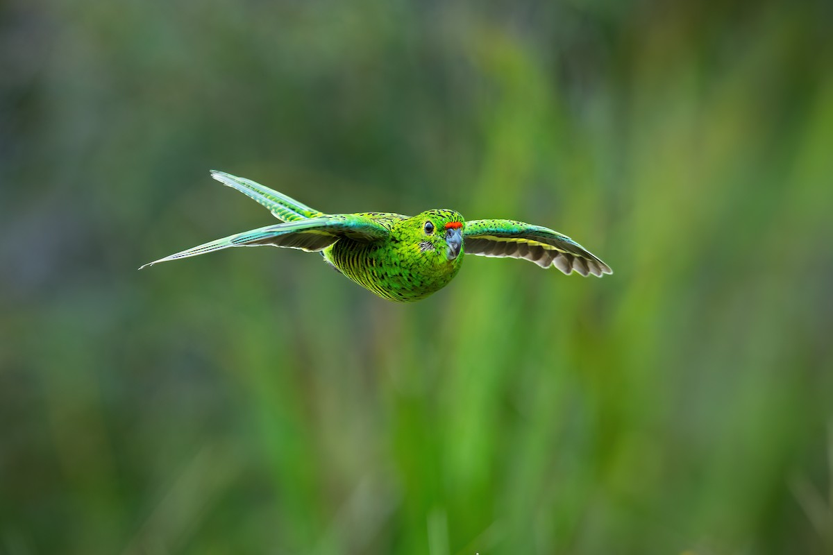 Ground Parrot - ML631810450