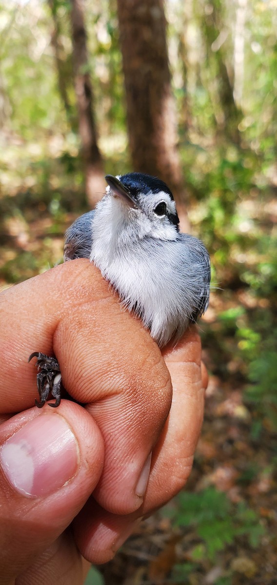 White-browed Gnatcatcher - ML631810517