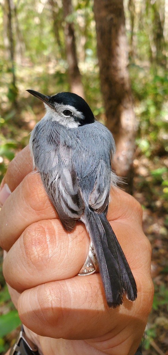 White-browed Gnatcatcher - ML631810518