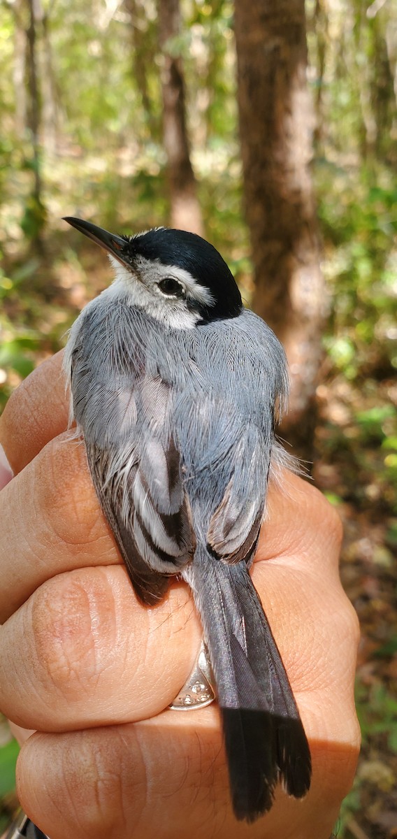 White-browed Gnatcatcher - ML631810519