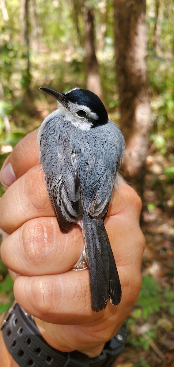 White-browed Gnatcatcher - ML631810520