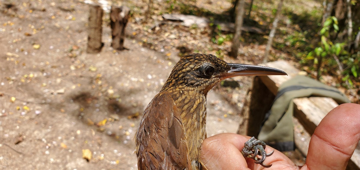 Cocoa Woodcreeper - ML631810611