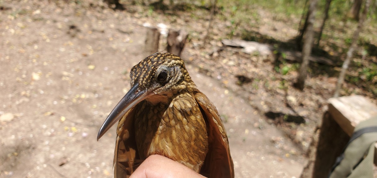 Cocoa Woodcreeper - ML631810612