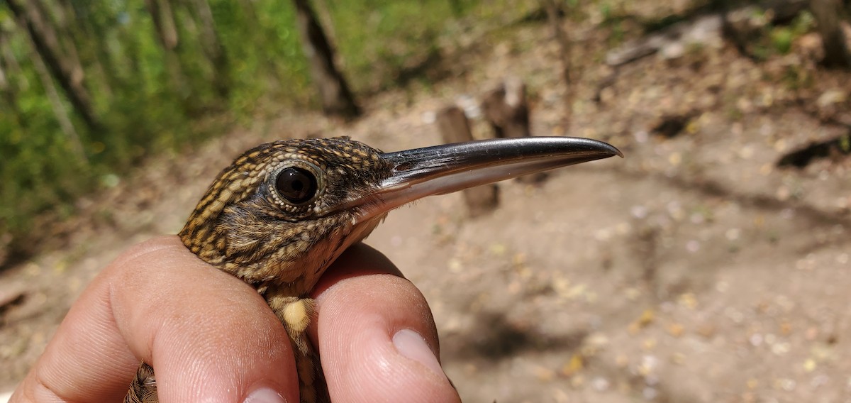 Cocoa Woodcreeper - ML631810613