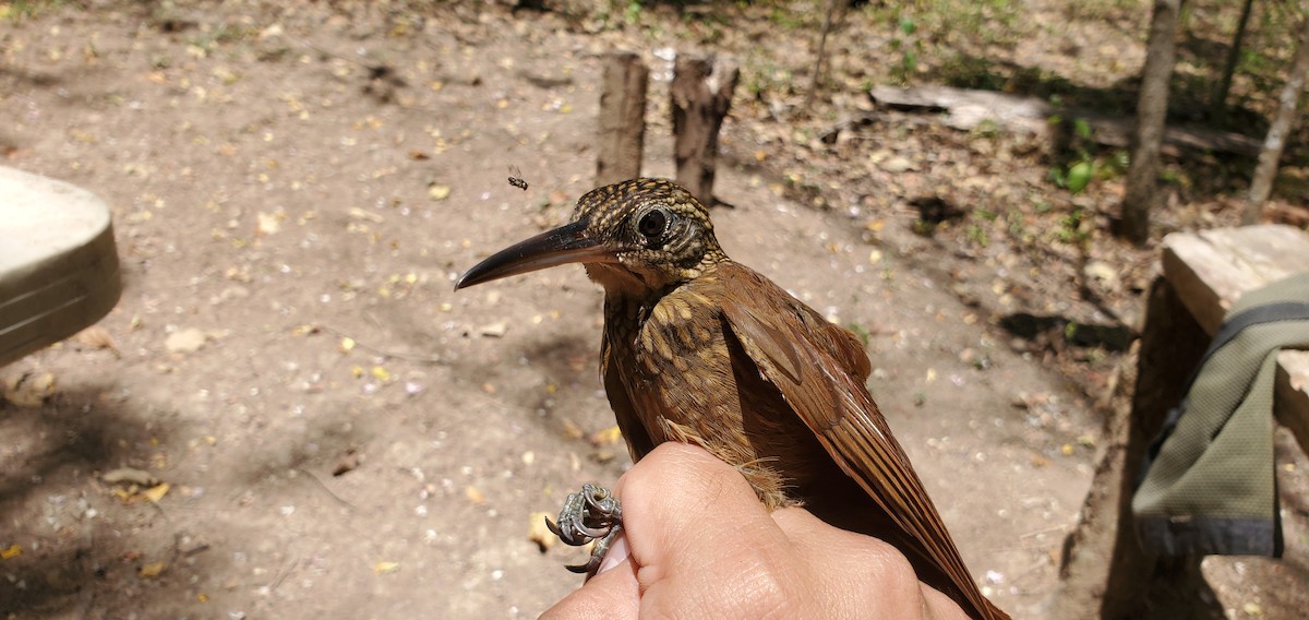 Cocoa Woodcreeper - ML631810614