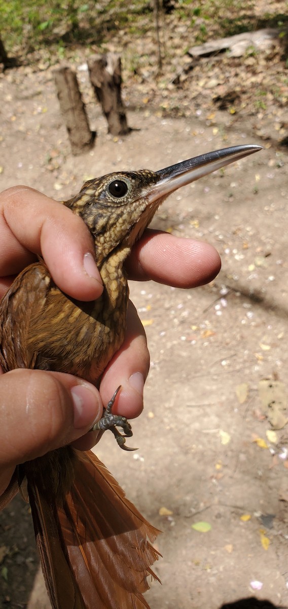 Cocoa Woodcreeper - ML631810615