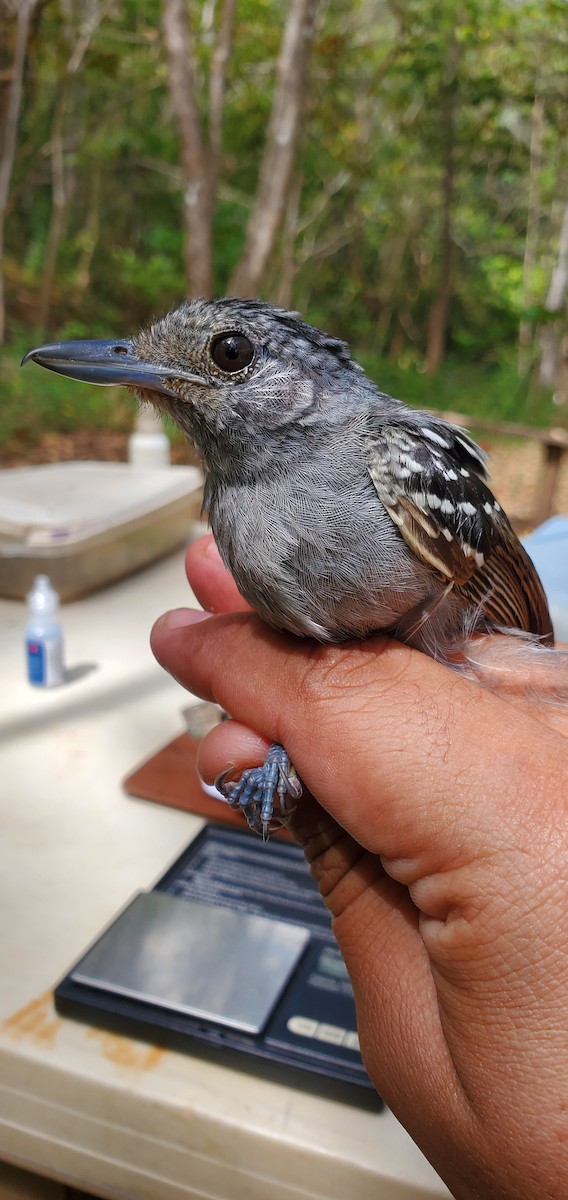 Black-crowned Antshrike - ML631810669