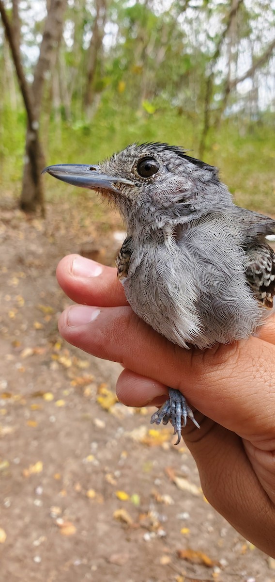 Black-crowned Antshrike - ML631810670