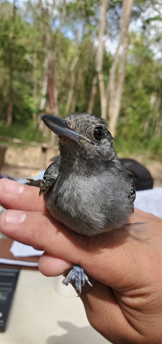Black-crowned Antshrike - ML631810671