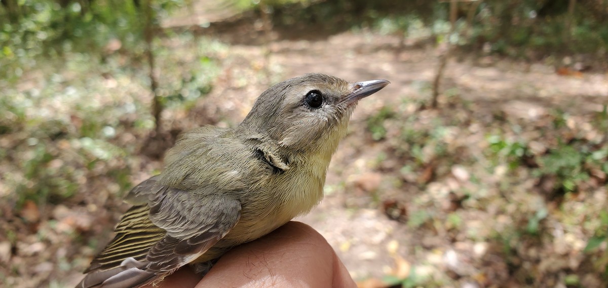 Philadelphia Vireo - ML631810714