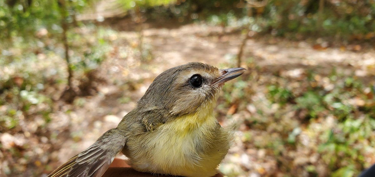 Philadelphia Vireo - ML631810715