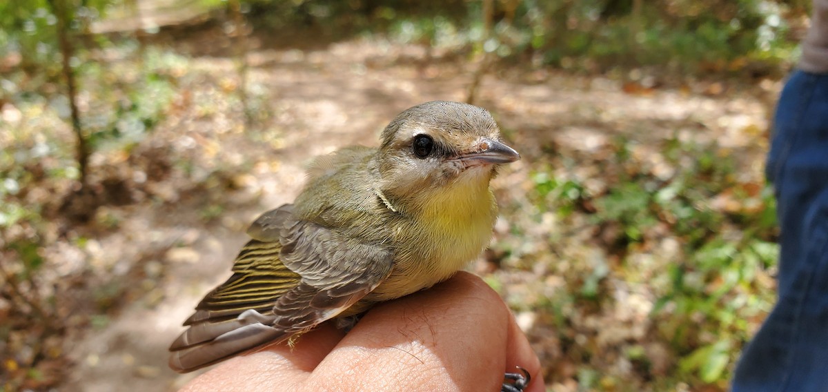 Philadelphia Vireo - ML631810717