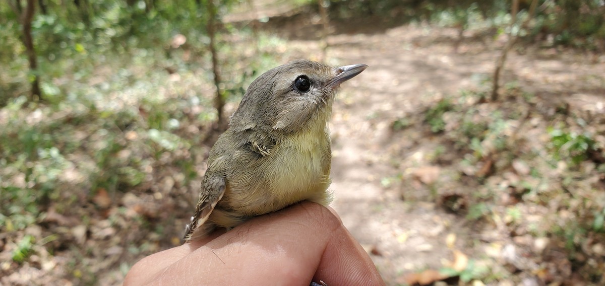 Philadelphia Vireo - ML631810719