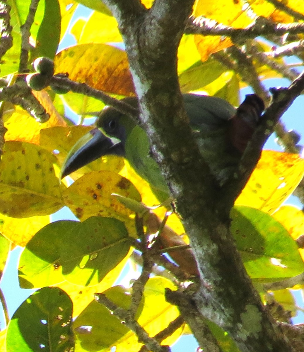 arassari smaragdový - ML631810729