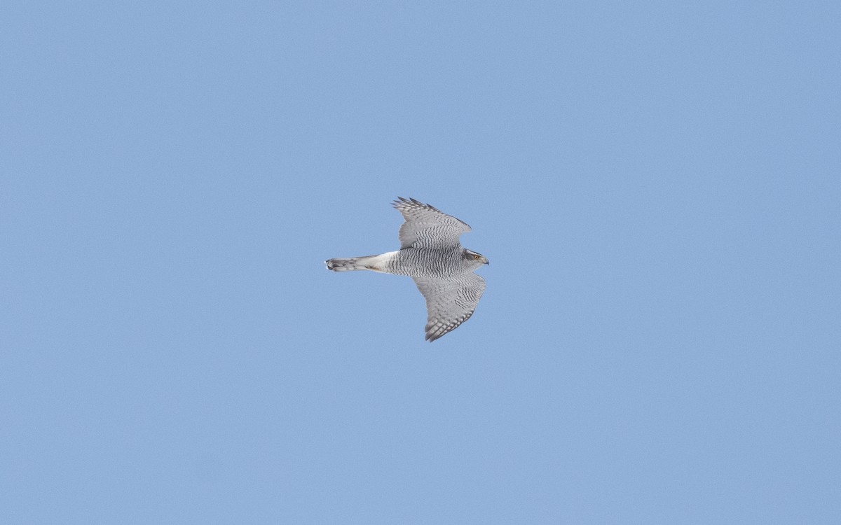 Eurasian Goshawk - ML631810889