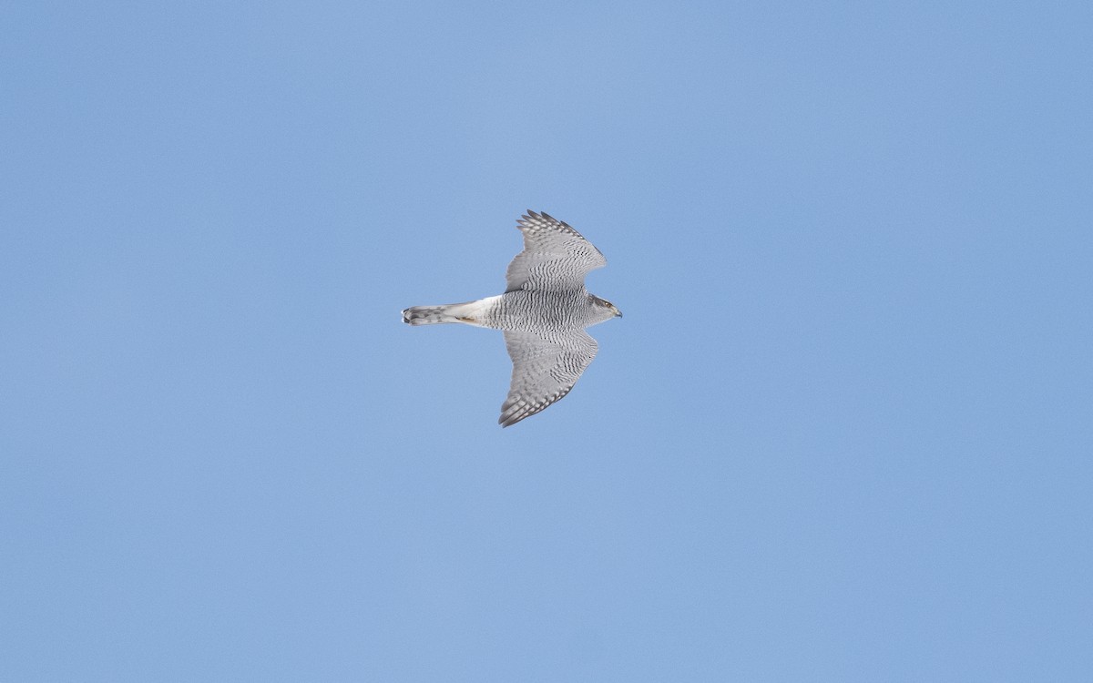 Eurasian Goshawk - ML631810890