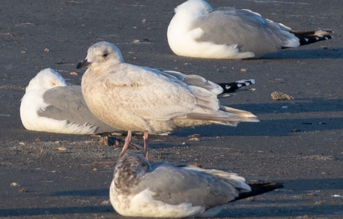 Iceland Gull - ML631811064