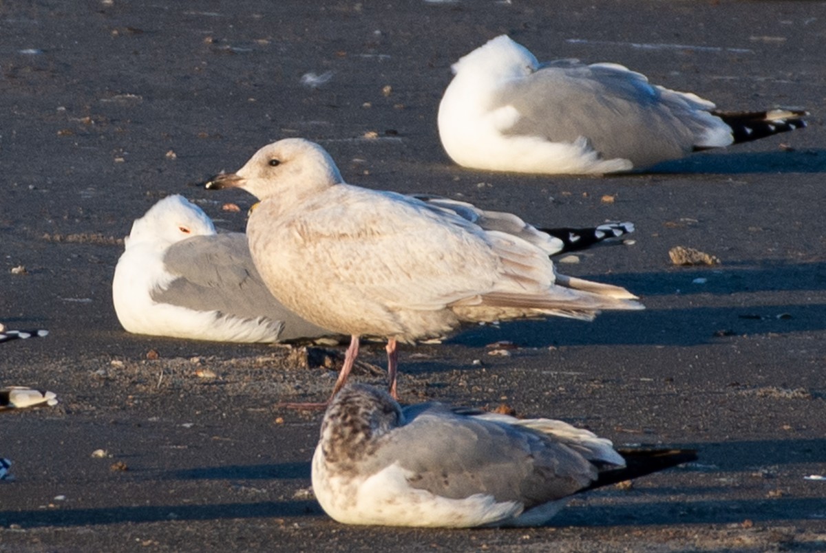 Iceland Gull - ML631811065