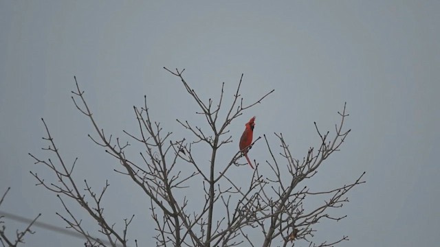 rødkardinal - ML631811083