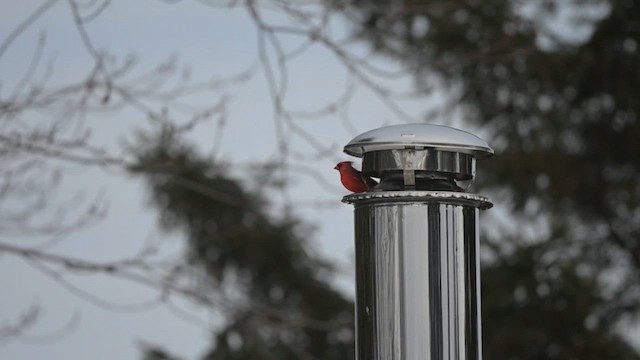 rødkardinal - ML631811101