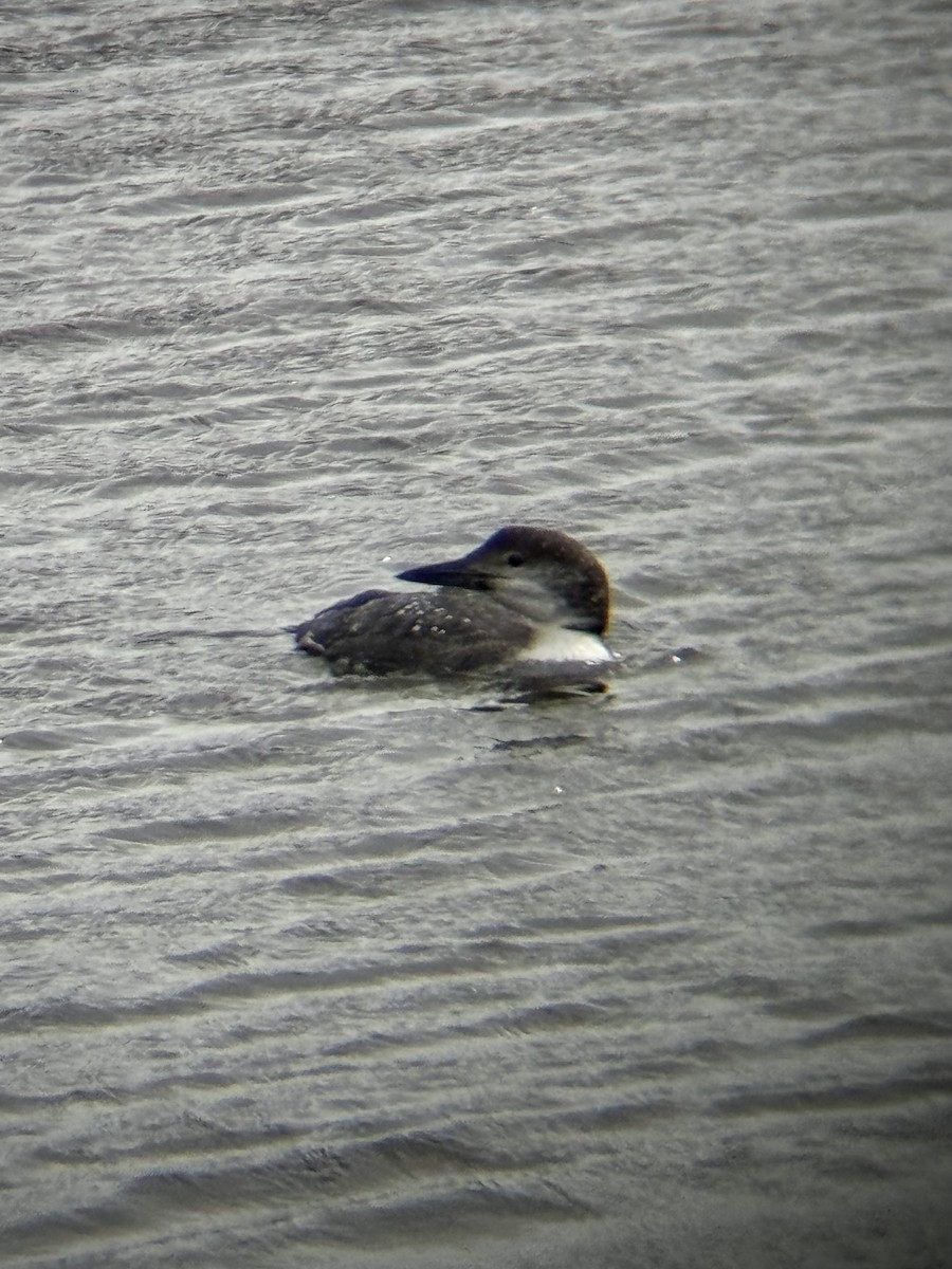 Common Loon - ML631811119