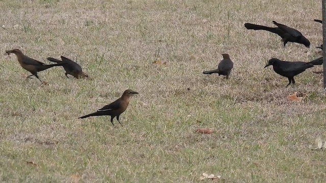 オナガクロムクドリモドキ - ML631811625