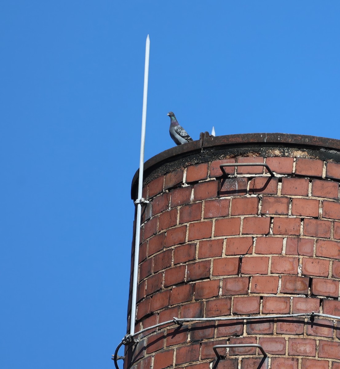 Rock Pigeon (Feral Pigeon) - ML631811689