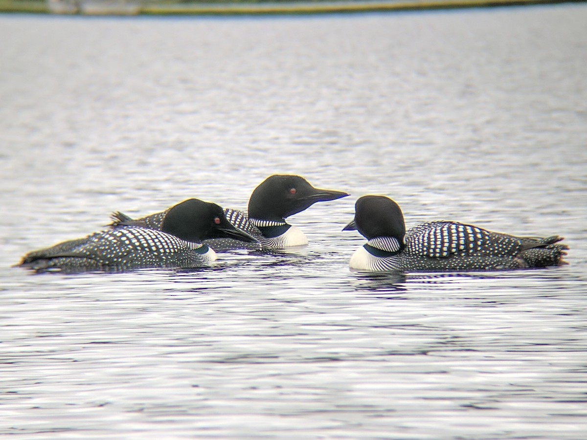 Common Loon - ML63181171